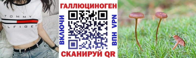 Псилоцибиновые грибы Psilocybe Байкальск